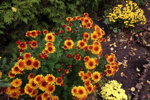 Chryzantemy złociste