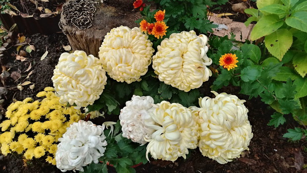 Chryzantemy