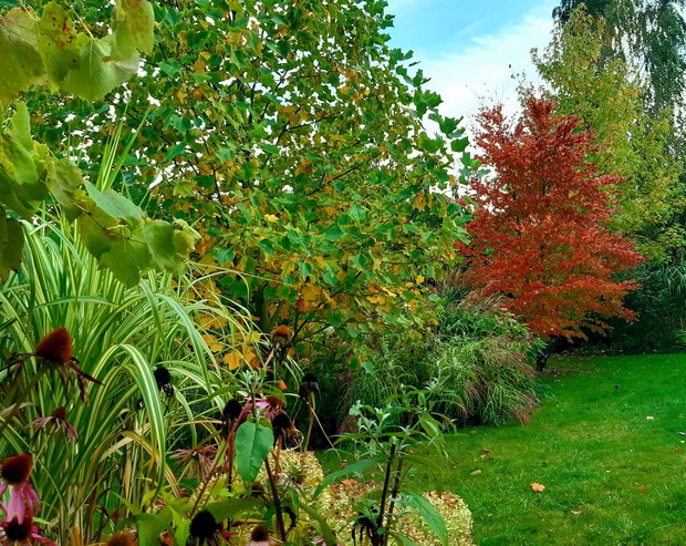 Efektowny grujecznik "Rotfuchs"