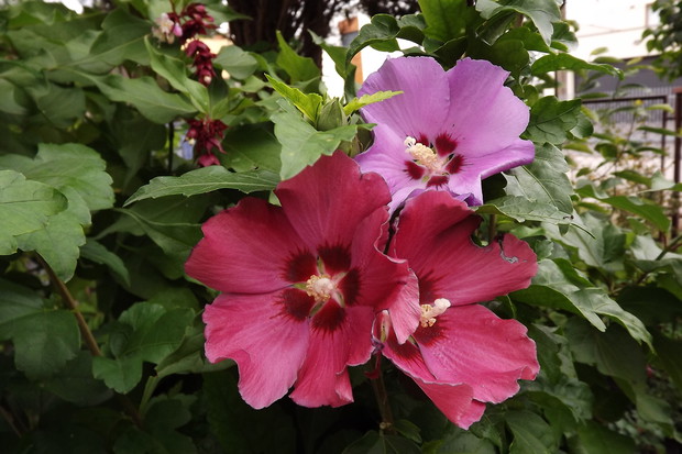 Hibiskusy