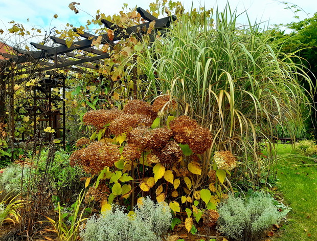 Hortensja "Annabelle" i miskant "Cabaret"