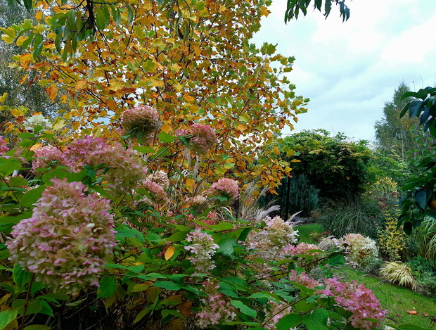 Hortensja "Limelight"