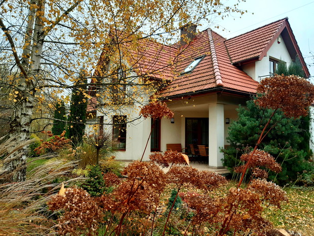 Hortensja "Pink Annabelle" jesienią