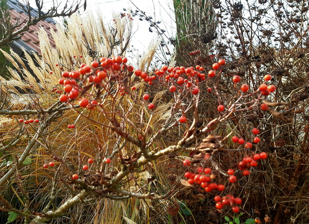 Jarząb dalekowschodni
