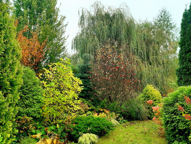 Jarząb szwedzki strojny w korale