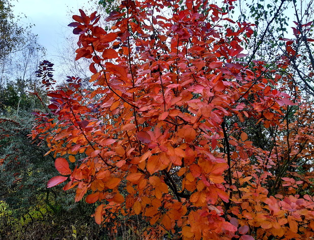 Jesień purpurowa-  perukowiec "Grace"