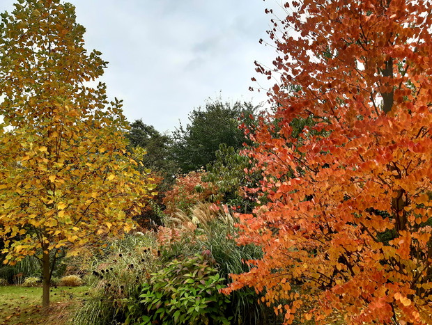 Jesień w szalu rudym i złotym