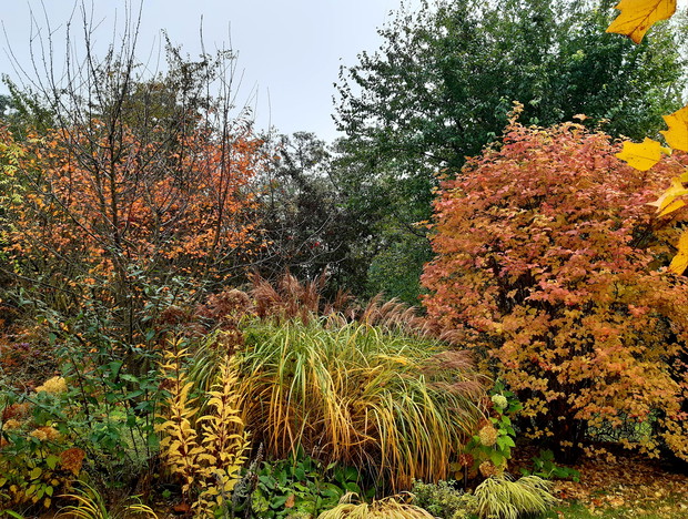 Kalina "Park Harwest"