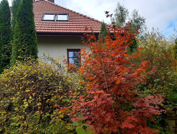 Klon palmowy "Atropurpureum"