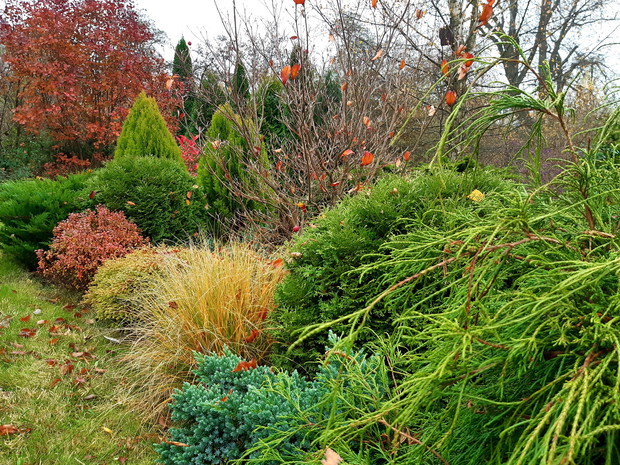 Miniaturowe iglaki i dereń kousa