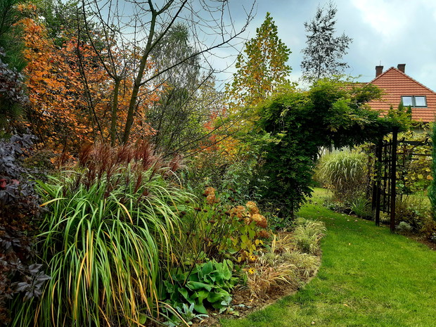 Miskant "Rotsilber" i świdośliwa