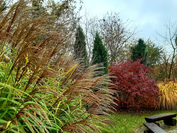 Miskant "Silberfeder i pęcherznica "Diable d'Or"