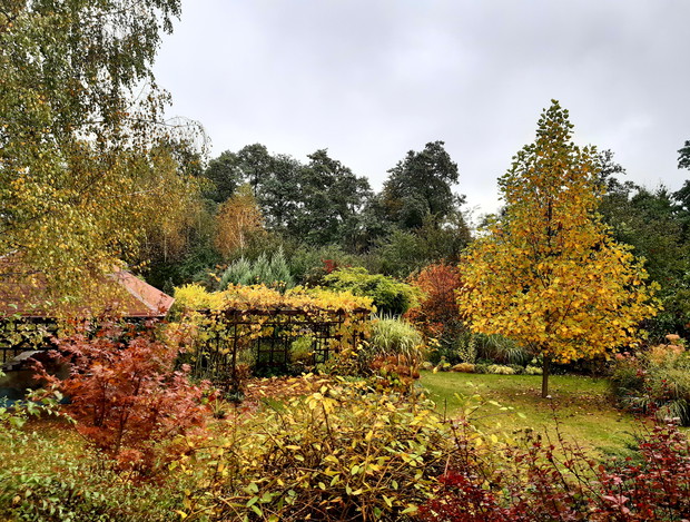 "Nazłociło się liści..."