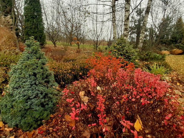 Ognisty berberys i świerki białe