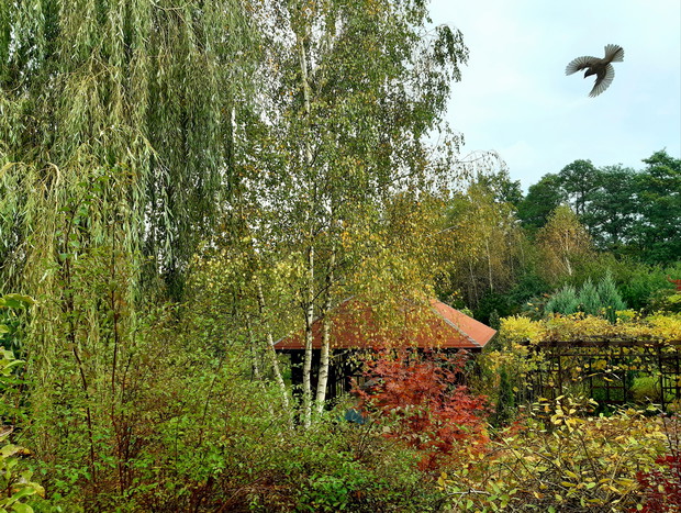 Pejzaż z ptakiem w locie