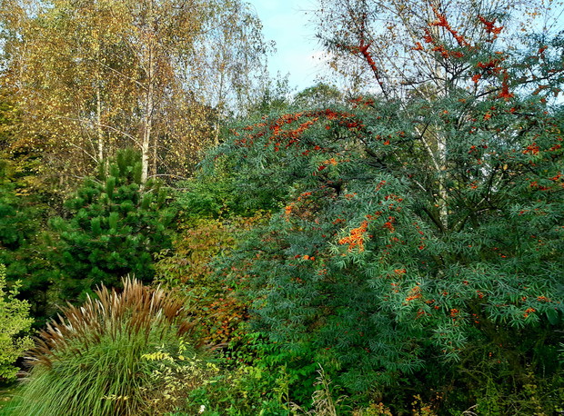 Rabata z rokitnikami