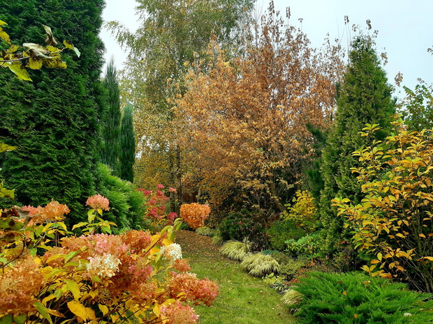 Rabaty z hortensjami