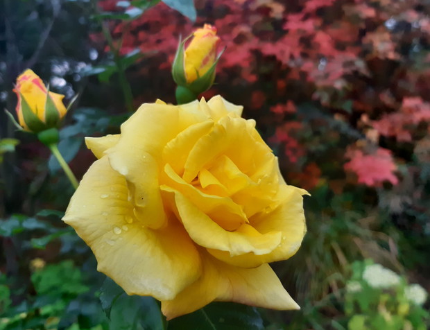 Róża "Lichtkonigin Lucia"