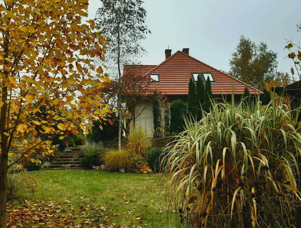 Tulipanowiec w złocistej szacie