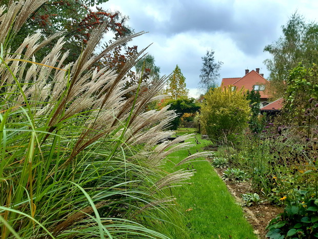 Widok z brzozowego zagajnika