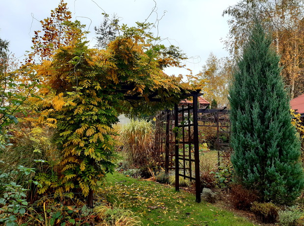 Wisteria w jesiennym wydaniu