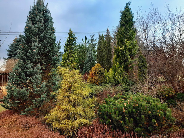 Wrzosowisko późną jesienią