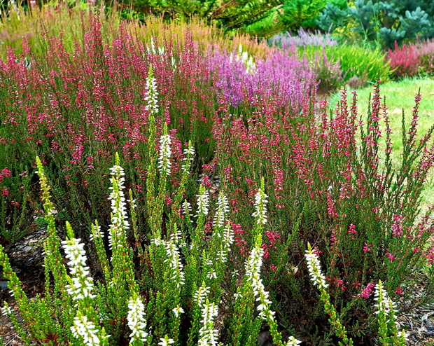 Wrzosy- symbol jesieni