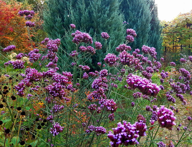 Wszędobylska werbena patagońska