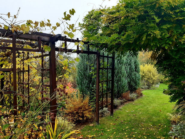 Za bramką jałowce skalne "Moffat Blue"