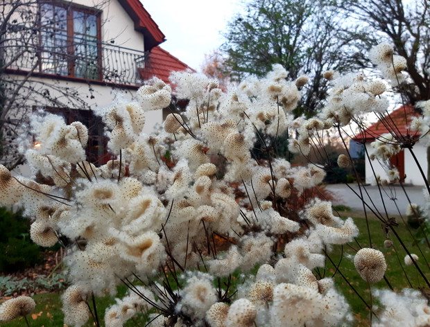 Zawilec japoński jak bawełna