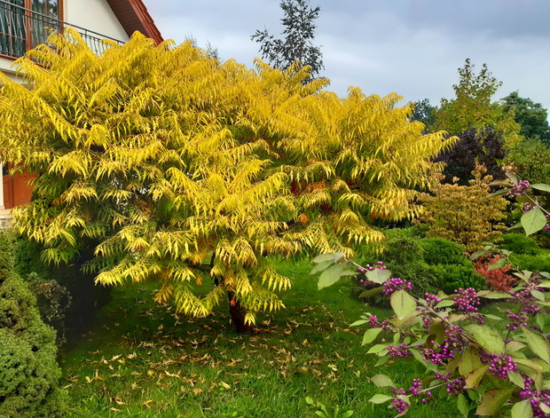 Złocisty sumak "Tiger Eyes"