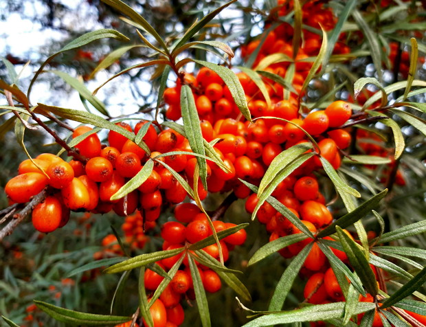 Złoto Syberii- rokitnik