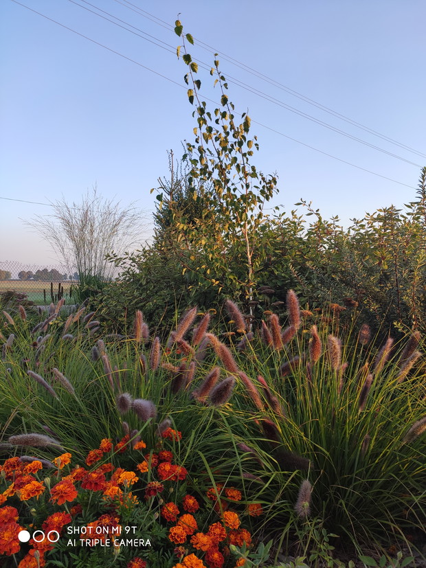 jesień - rozplenica japońska