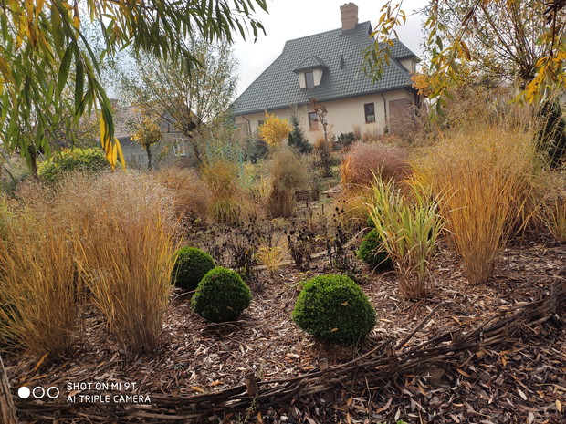 jesień - wyspa z trawami