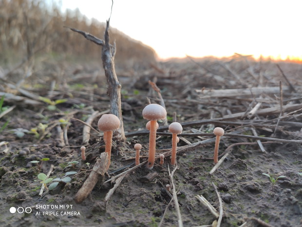 jesień - zagajnik grzybowy