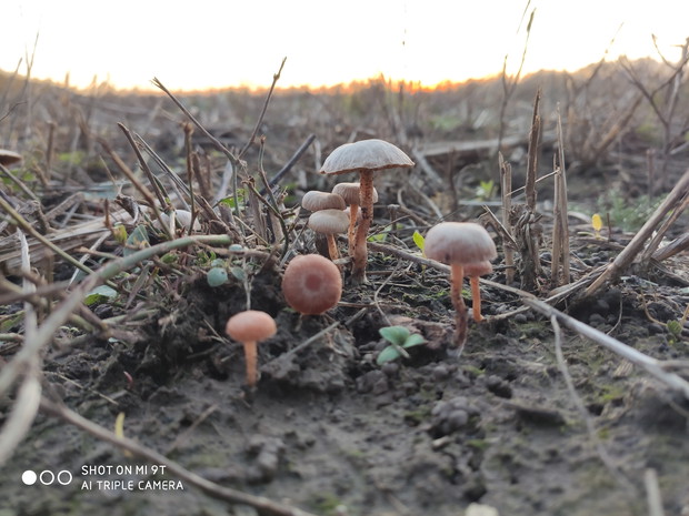 jesień - zagajnik grzybowy