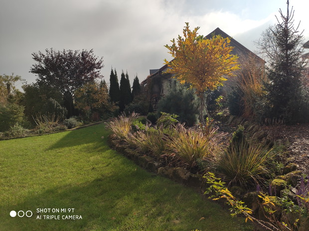 jesień - żółtolistna magnolia