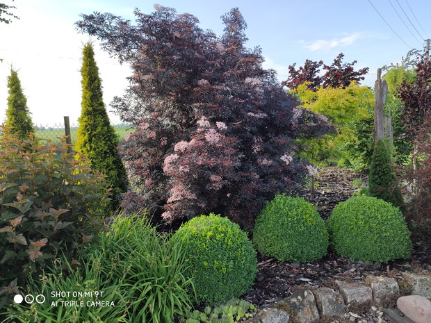 lato - bez czarny "Black Lace"