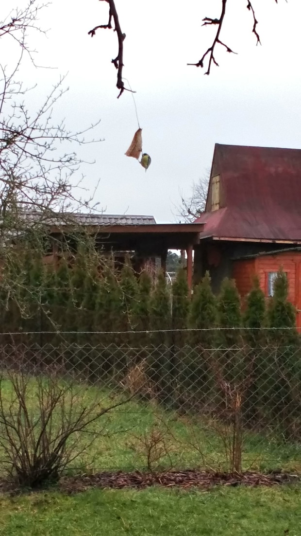 Sikora  ze słoninką