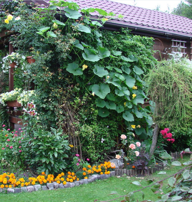 wspinająca się dynia