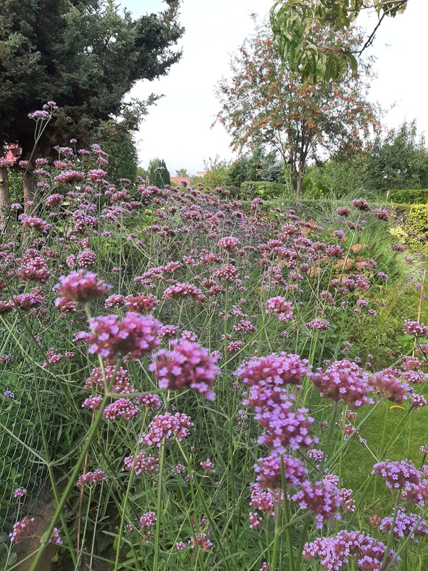 bergenia patagońska