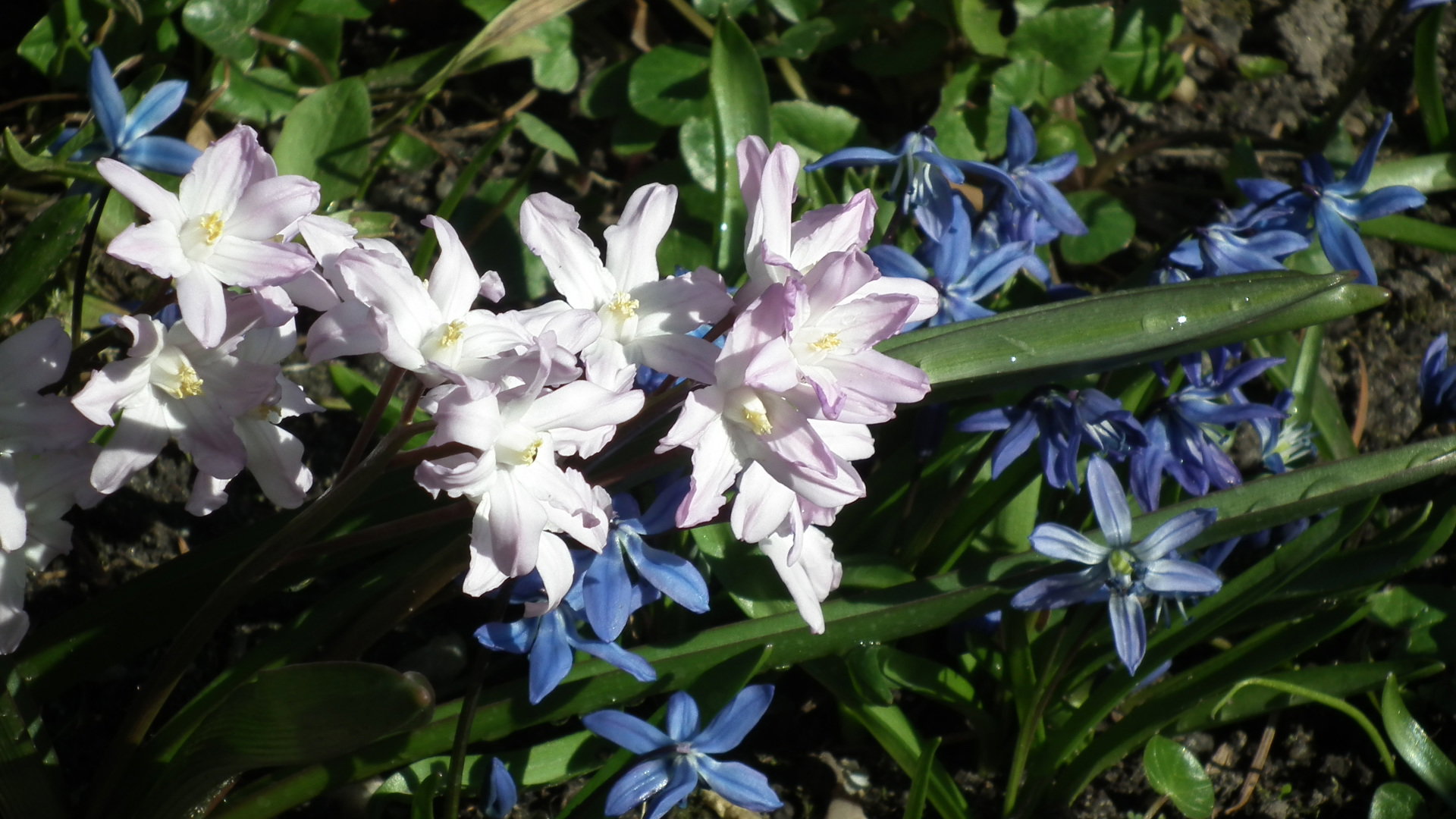 cebulice i śnieżniki