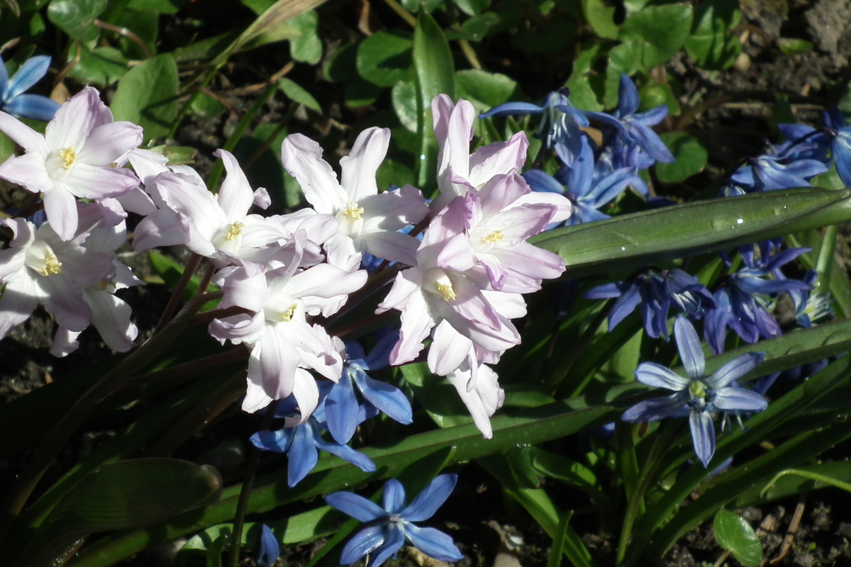 cebulice i śnieżniki
