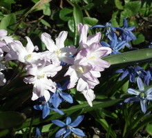 cebulice i śnieżniki