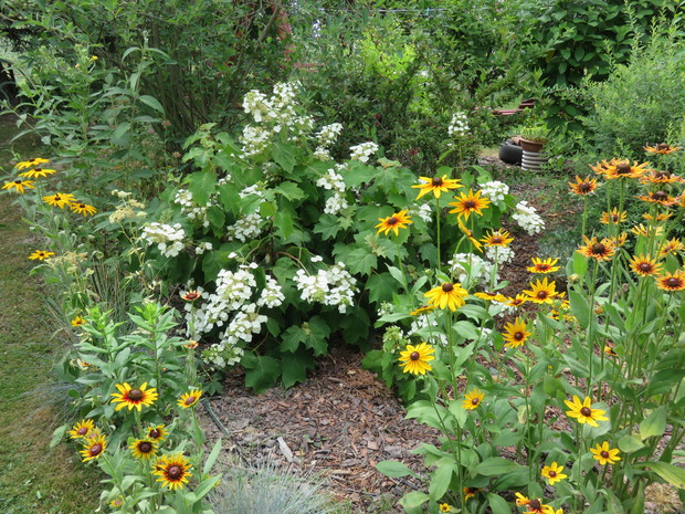 Hortensja Dębolistna