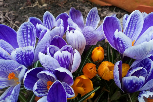 Krokusy w rozkwicie