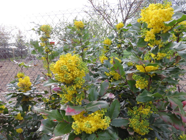 Mahonia