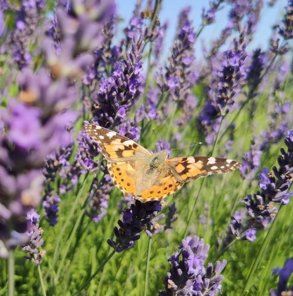 Motyl  zatopiony w lawendzie