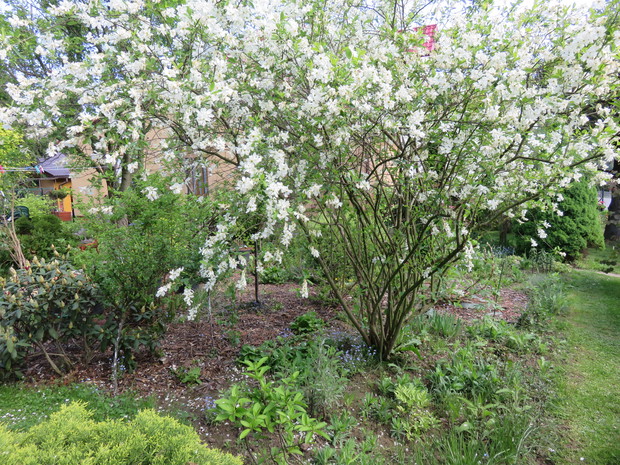 Obiela a'la Panna Młoda