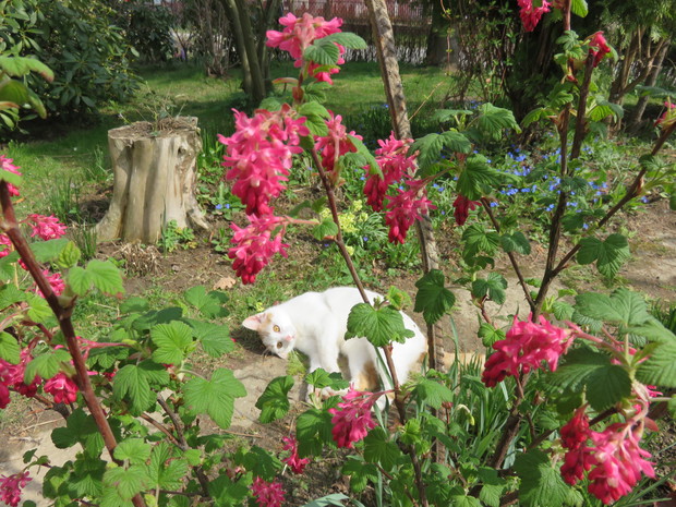 Prawie jak kocimiętka :)